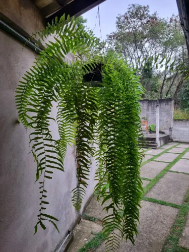 Samambaia chorona