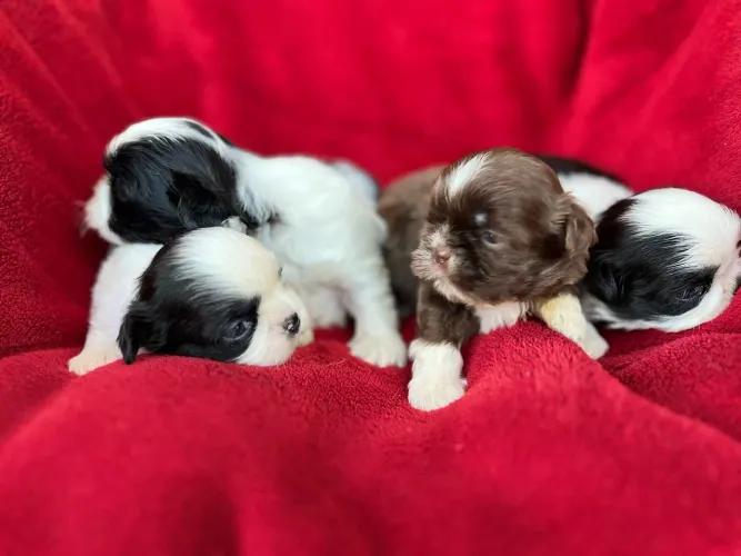 Shihtzu macho entrega em outubro