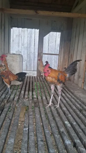 Garnezé monder game