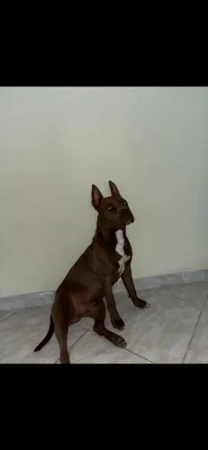 DOAÇÃO RESPONSÁVEL Pitbull