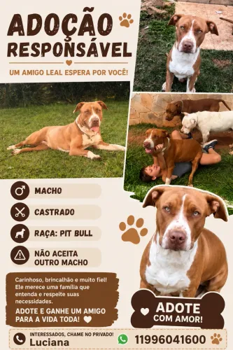 Doando pit bull, macho, castrado