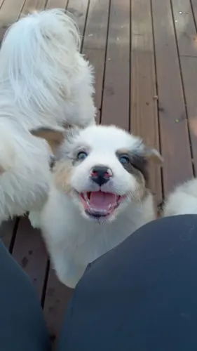 Lindos filhotes de Border Collie Merle
