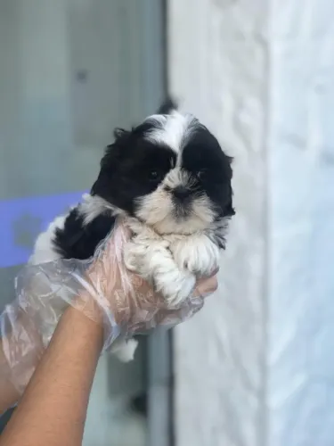Shih Tzu de Procedência com Garantia Veterinária e Suporte ao Tutor