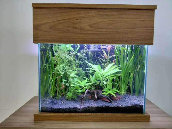 Kit aquário completo plantado automatizado