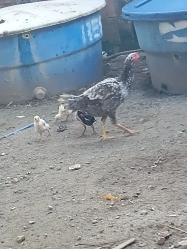 Galinhas d raça