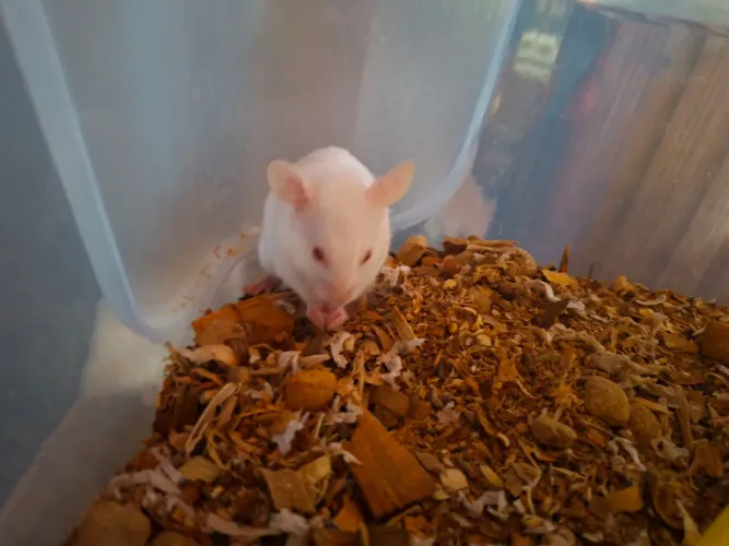 Hamster disponível 2 machos filhotes e 2 adultos disponível, 1 femia e 1 machos