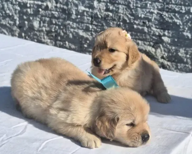 Golden Retriever
