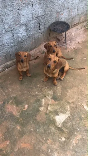 Filhote de salsicha fêmea e macho 9 mês