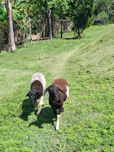 Ovelhas