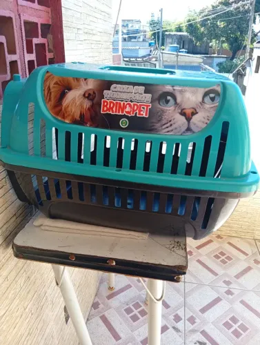 Cachorro