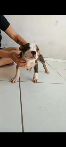 Filhote de American bully