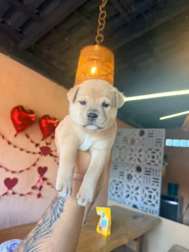 Filhote Chow Chow com Pitbull