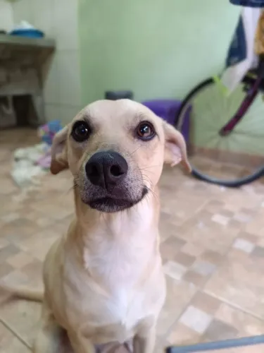 ADOÇÃO RESPONSÁVEL