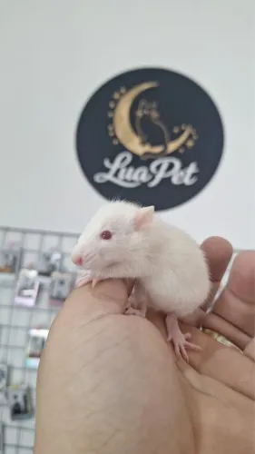 Rato twister (fêmea)