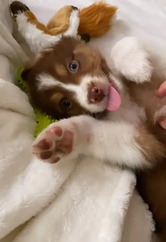 Border collie muito companheiro