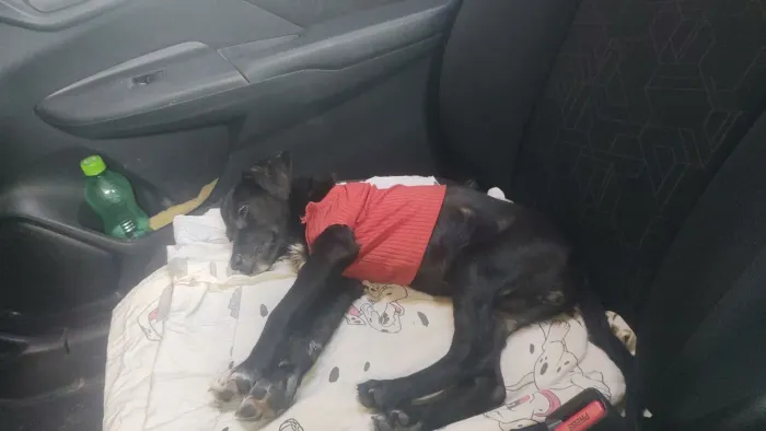 Adoção responsável para neguinha que foi vítima de abandonoabandonada