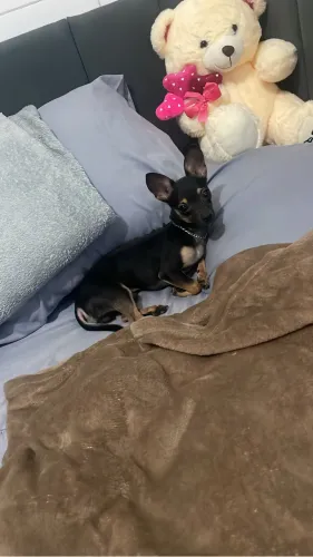 Cachorro pinscher