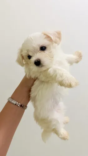 Maltês mini 