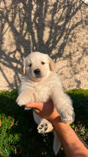 Goldem Retriever filhotes