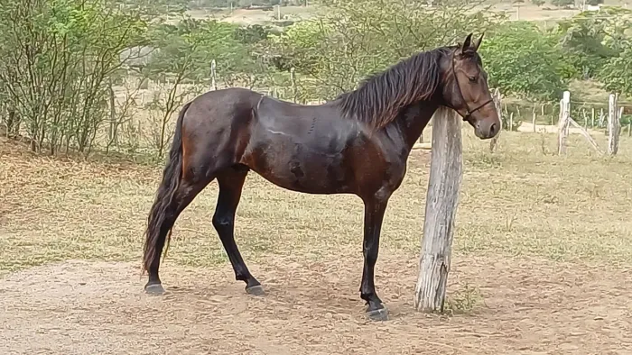 Potro registrado