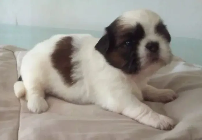 Shitzu mini fêmea e machinho já tá adestrados fazer nessesidade no tapete higiênico 