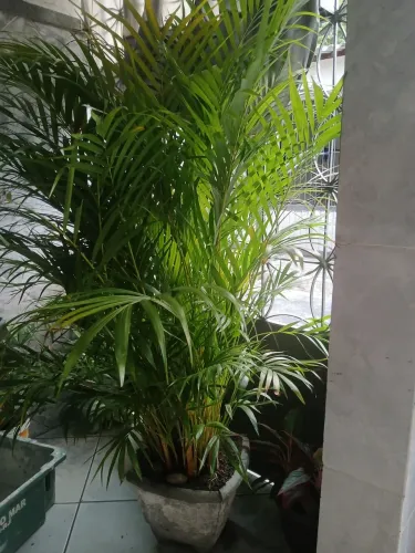 Palmeira ?