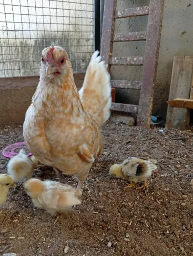Galinha serama com seis pintinhos!!