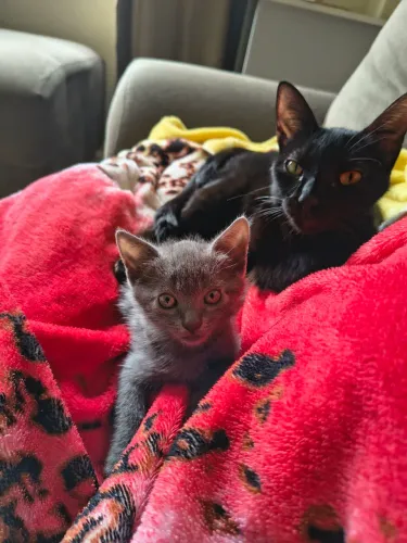 Duas gatinhas para adoção