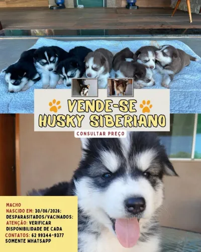 Vende-se filhote de Hisky Siberiano