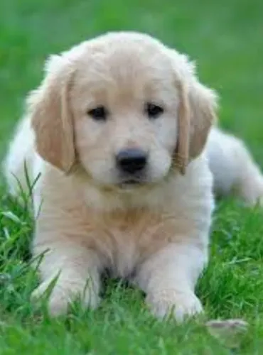 GOLDENS LEGÍTIMOS!