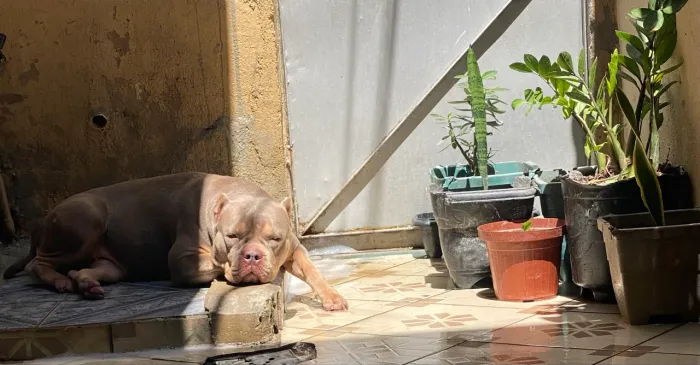 American Bully Tri Lilac disponível para cruza ?