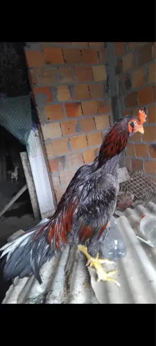 Frangos de raça