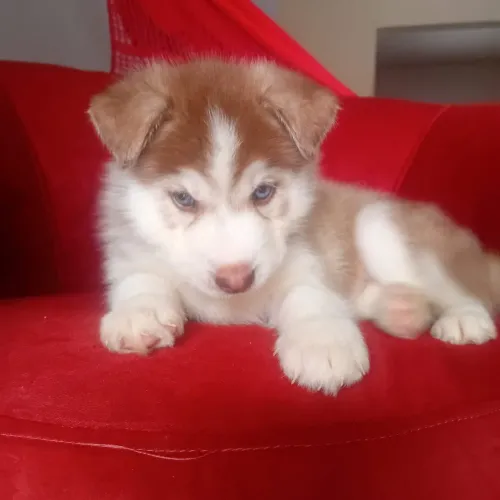Filhotes de Husky disponíveis.