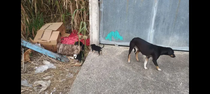 Lindos filhotes abandonados ao relento com a mãe para adoção responsável 