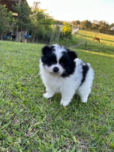 Lindo Machinho de Spitz Alemão