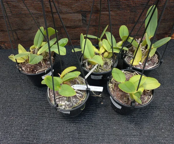 Orquideas cattleya Nobilior e walkeriana