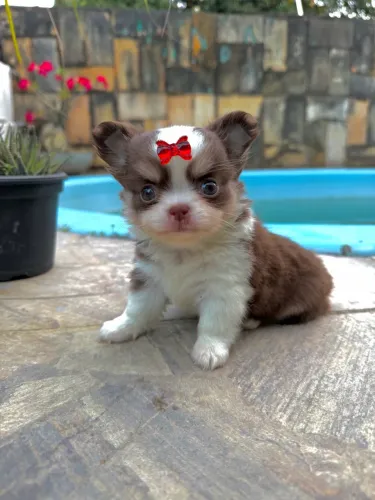 Chihuahua Fêmea 