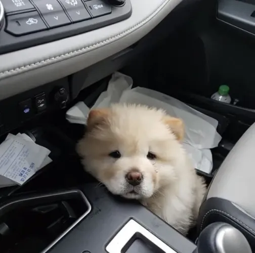 Filhotes de Chow Chow | Amor que se sente no olhar.