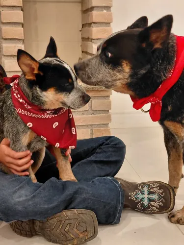 Blue heeler 