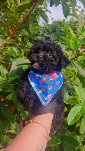 Poodle lindo bem pretinho