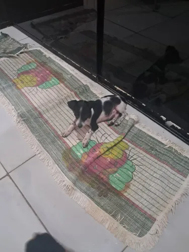 Pinscher machim malhado