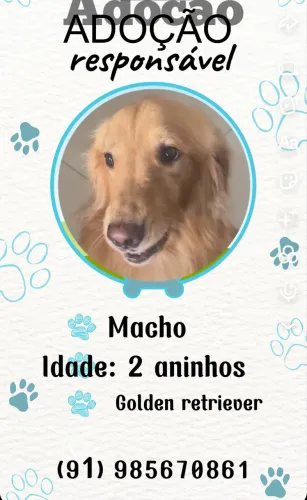 Doação de golden retriever 