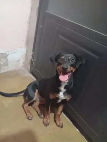 Doação de filhote cachorrinha