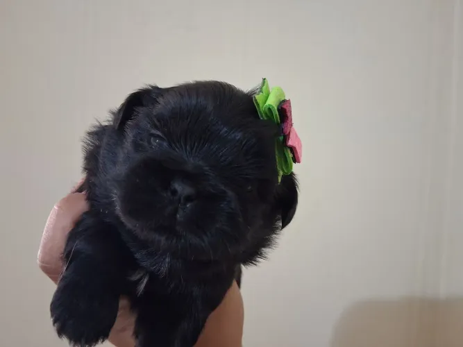 Lindo filhote de shitzu black