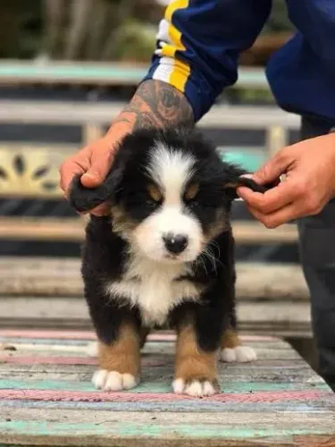Bernese Mountain filhotes