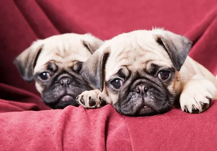 PUG À VENDA