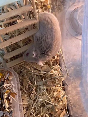 Hamsters com aquário