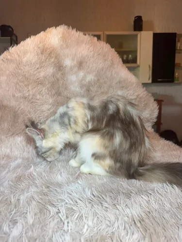 Vendo gato da raça Maine Coon