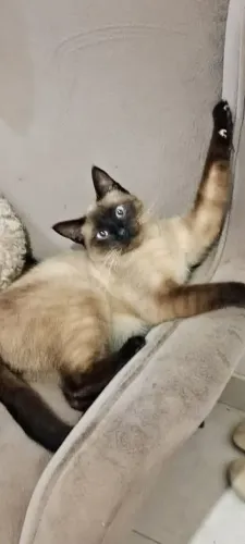 Adote  um gatinho amoroso