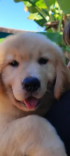 Golden Retriever Puro com pedigree 